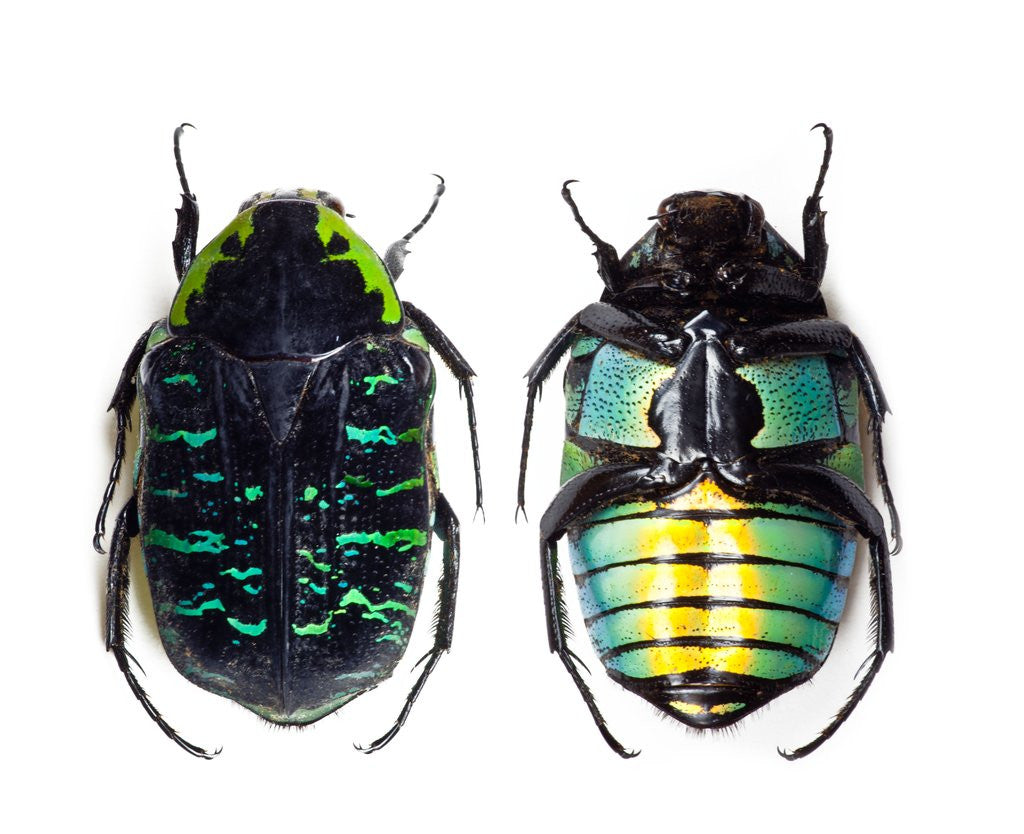 Detail of Flower beetle from Madagascar Euchroea coelestis coelestis by Anonymous