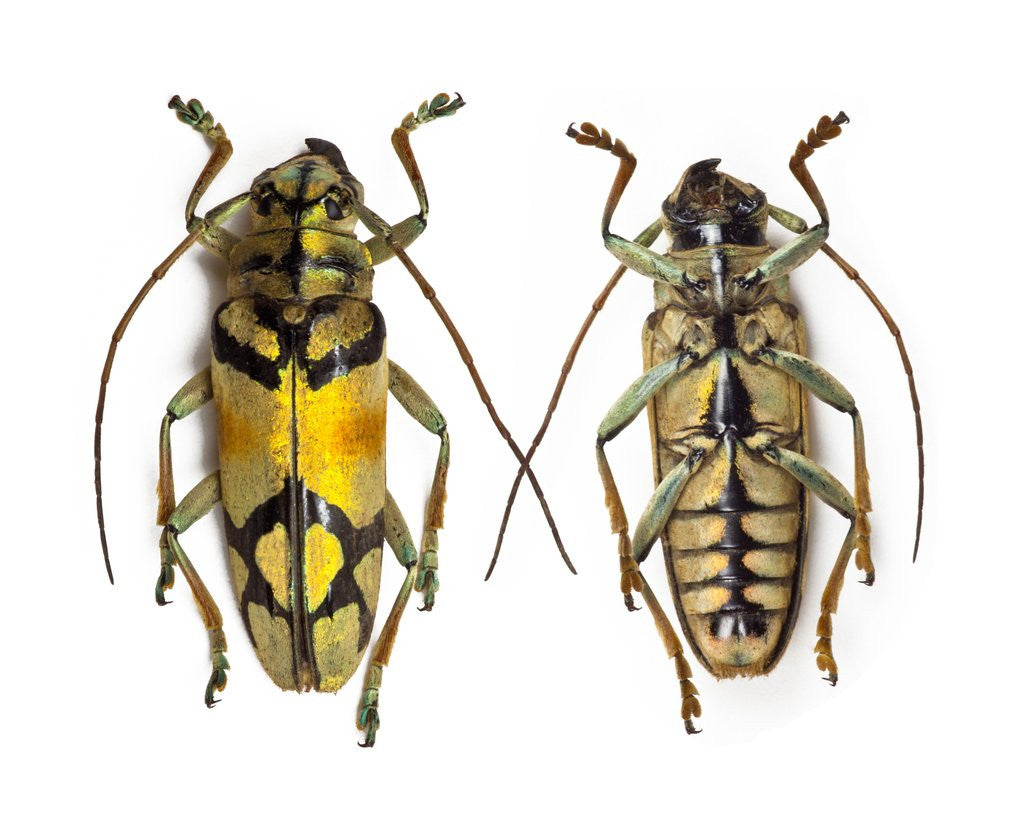 Detail of Top and bottom view of Long Horned beetle Glenea sarasinorum by Anonymous