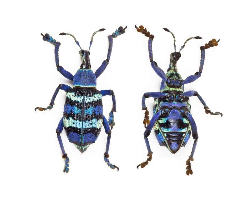 Detail of Top and Bottom view of Weevil Eupholus in the Curculionidae family by Anonymous