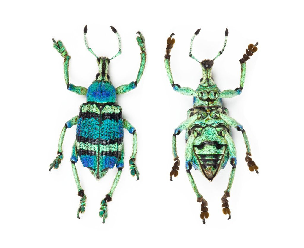 Detail of Top and Bottom view of Weevil Eupholus in the Curculionidae family by Anonymous
