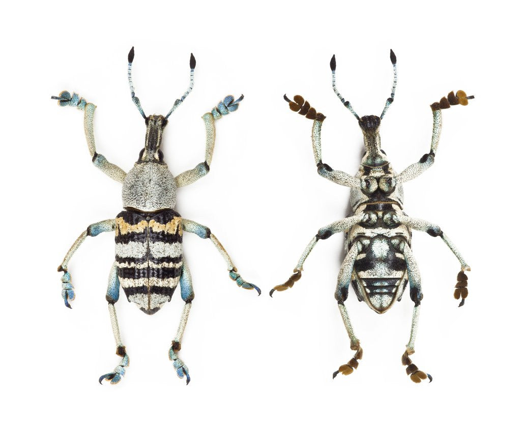 Detail of Top and Bottom view of Weevil Eupholus in the Curculionidae family by Anonymous