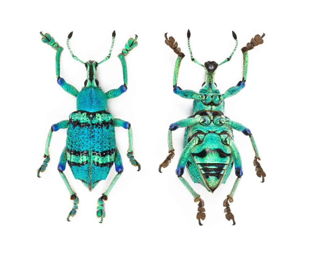 Detail of Top and Bottom view of Weevil Eupholus in the Curculionidae family by Anonymous