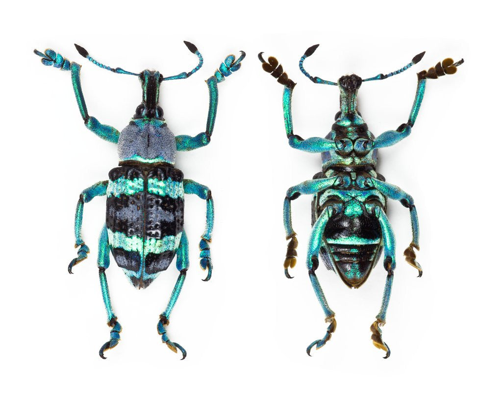 Detail of Top and Bottom view of Weevil Eupholus in the Curculionidae family by Anonymous