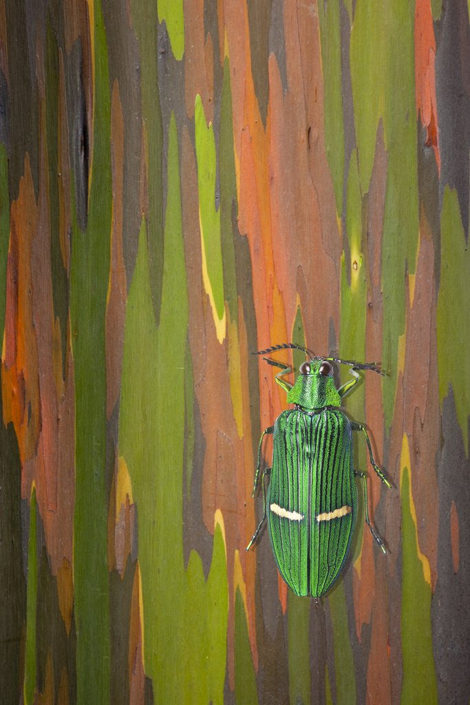 Detail of Jewel Beetle Catoxantha opulenta on Rainbow Eucalyptus trunk by Anonymous