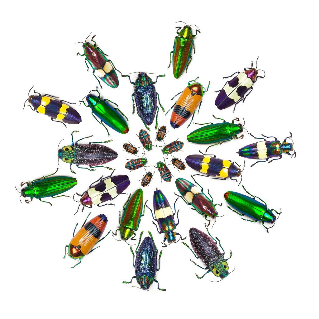 Detail of Cicular design pattern of Jewel Beetles by Anonymous