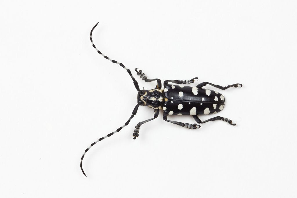 Detail of Top view of Long Horned Beetle Threnetica lacrymans by Anonymous