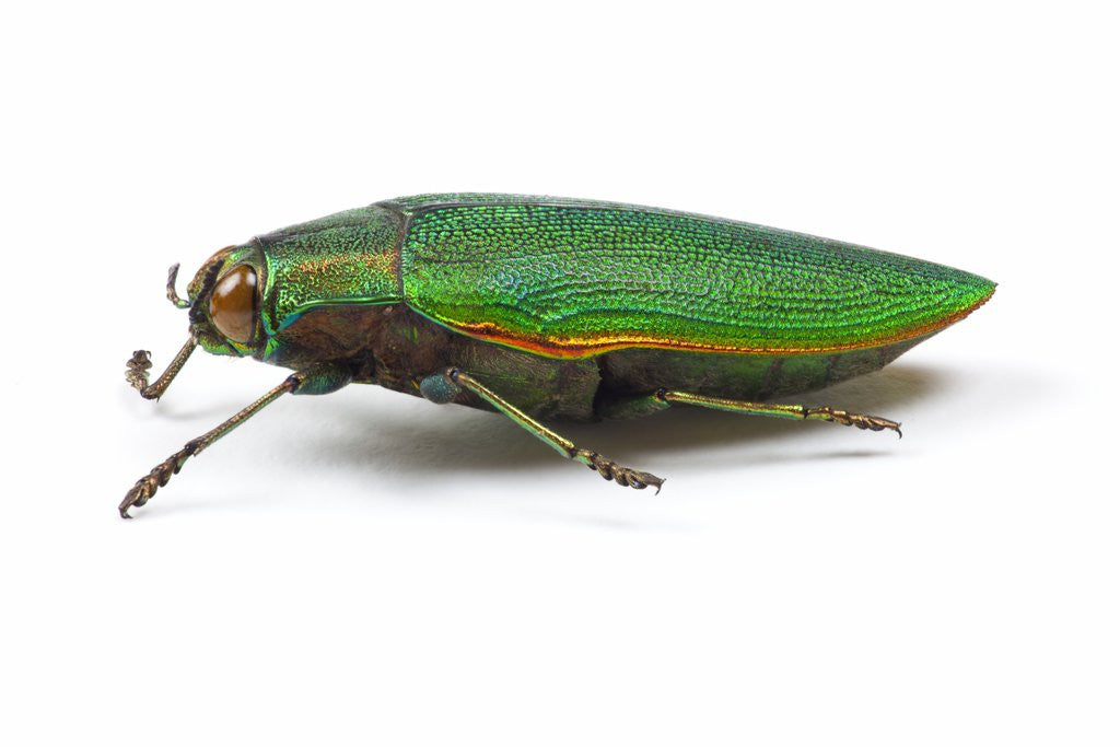 Detail of Side view of Jewel Beetle Steraspis speciosa green by Anonymous
