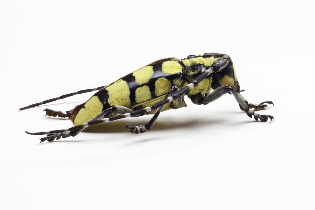 Detail of Male long horned beetle Cyriocrates horsfieldi tonkinensis by Anonymous