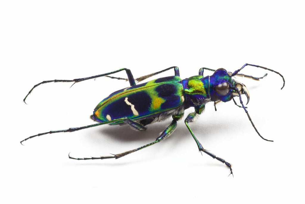 Detail of Small colorful beetle from Korea Cicindela chinensis by Anonymous