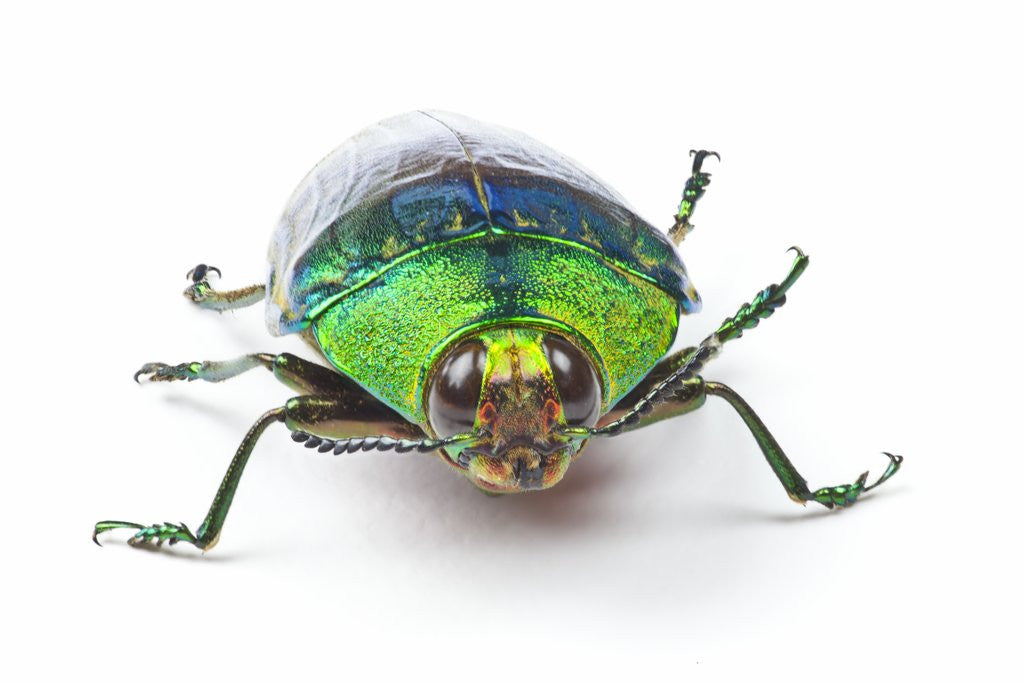Detail of Head on view of Jewel Beetle Steraspis speciosa green by Anonymous