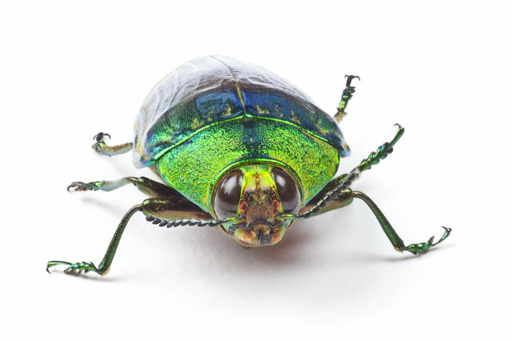 Detail of Head on view of Jewel Beetle Steraspis speciosa green by Corbis