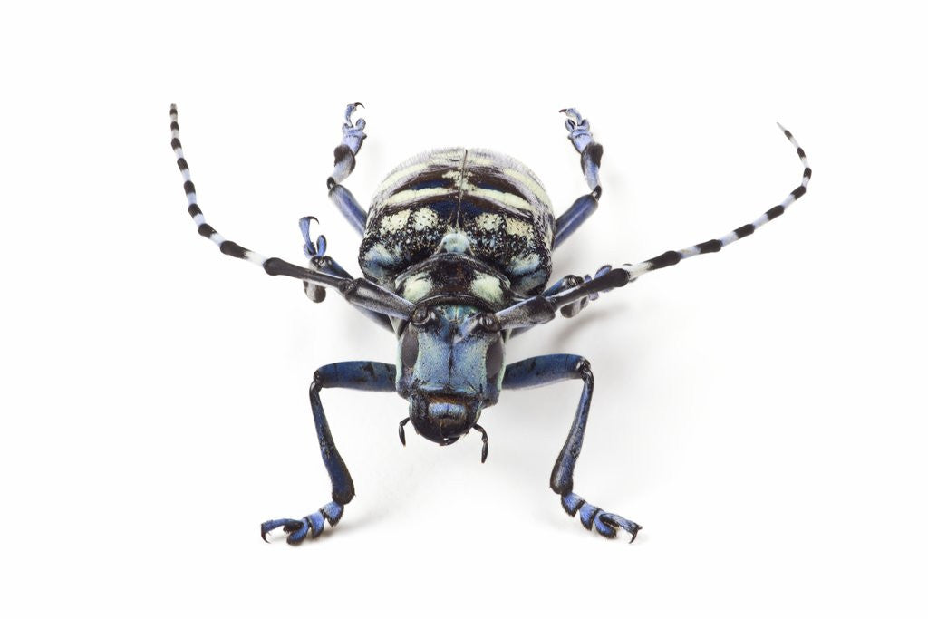 Detail of Head on view of Long Horned beetle Anoplophora elegans by Anonymous