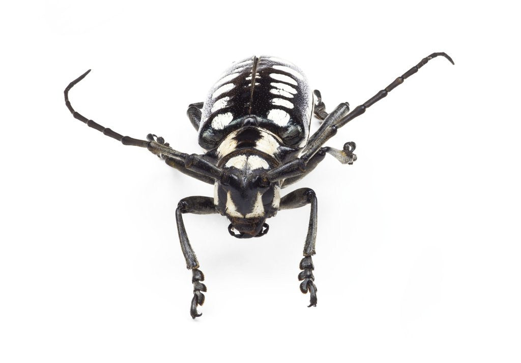 Detail of Head on view of long horned beetle Arctolamia cruciatus by Anonymous