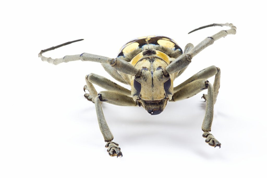 Detail of Male long horned beetle Anoplophora mamauna head on view by Anonymous