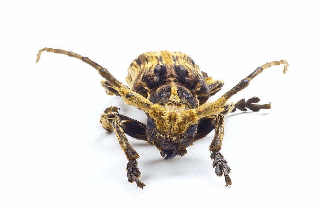 Detail of Long horned beetle Xylorrniza adusta head on view by Anonymous