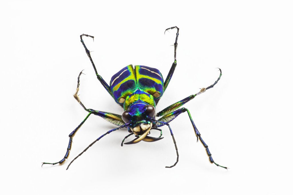 Detail of Small colorful beetle from Korea Cicindela chinensis by Anonymous