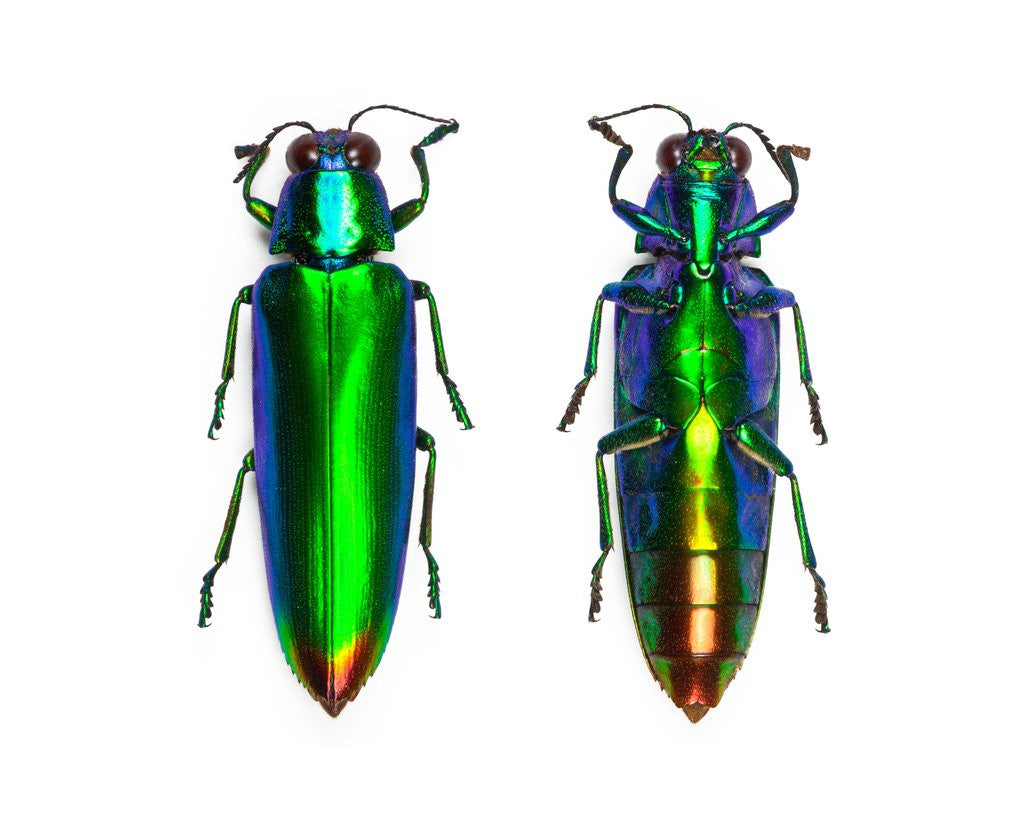 Detail of Jewel Beetle Chrysochroa fulminens green by Anonymous