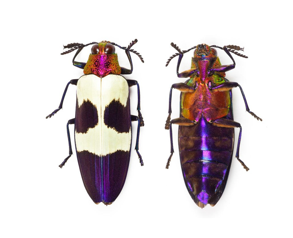Detail of Jewel Beetle from Thailand Chrysochroa buqueti buqueti by Anonymous