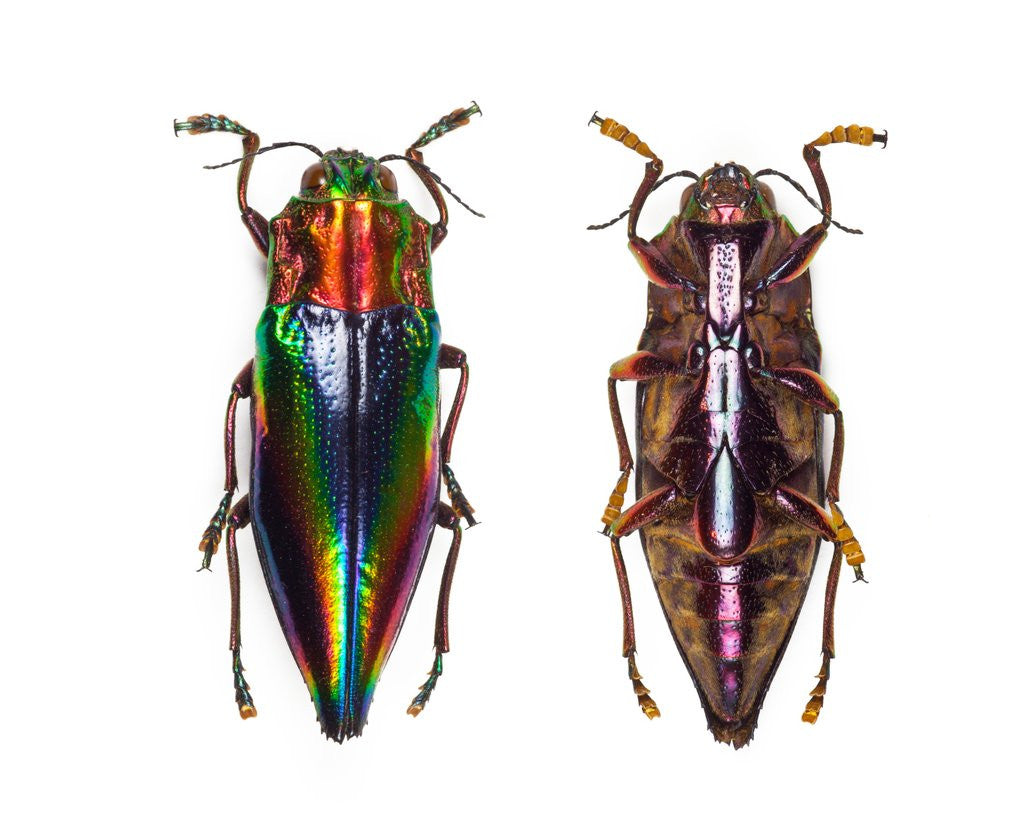Detail of Top and underside view of jewel beetle Cyphogastra javanica by Corbis