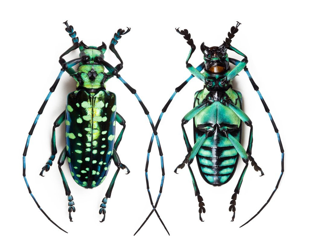 Detail of Long horned beetle from Thailand Calloplophora sollii by Anonymous