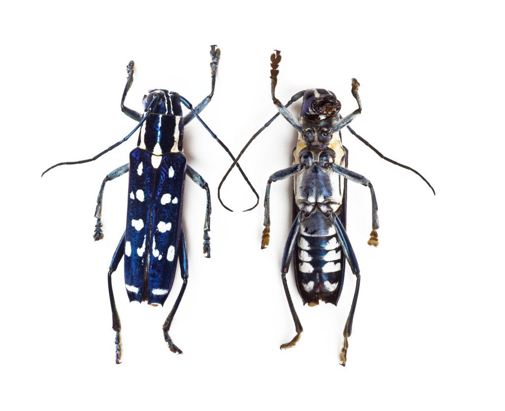 Detail of Top and underside display Glenea beatrix long horned beetle by Anonymous