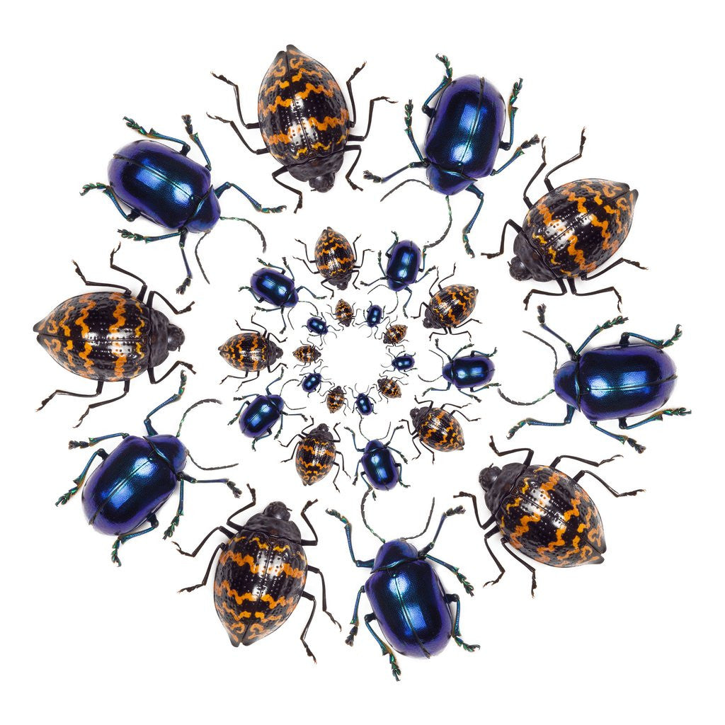 Detail of Beetle Circular design with small round beetles in the Chrysomelidae family by Anonymous