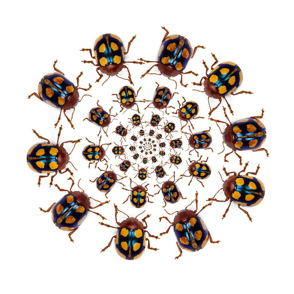 Detail of Beetle Circular design with small round beetles in the Chrysomelidae family by Anonymous