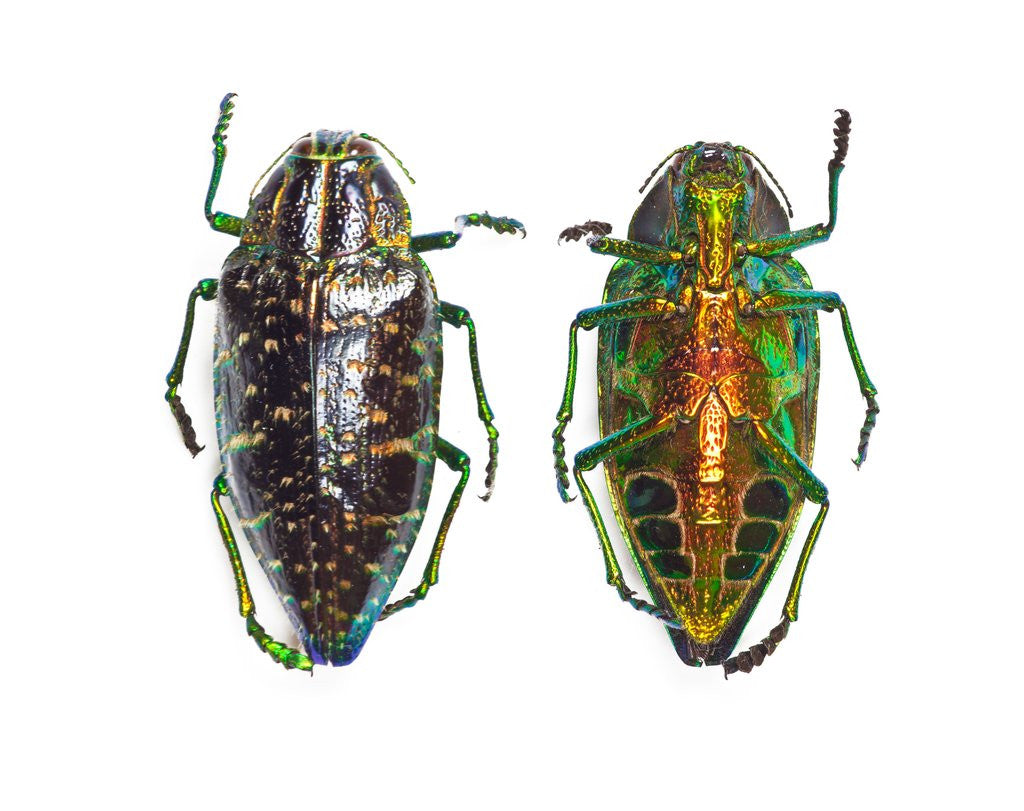 Detail of Jewel beetle Poloybothris sumptuosa sumptuosa by Anonymous