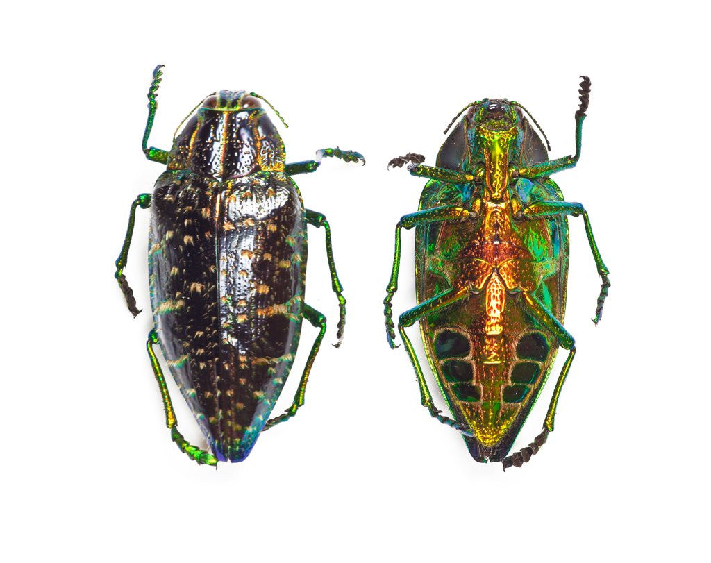 Detail of Jewel beetle Poloybothris sumptuosa sumptuosa by Corbis