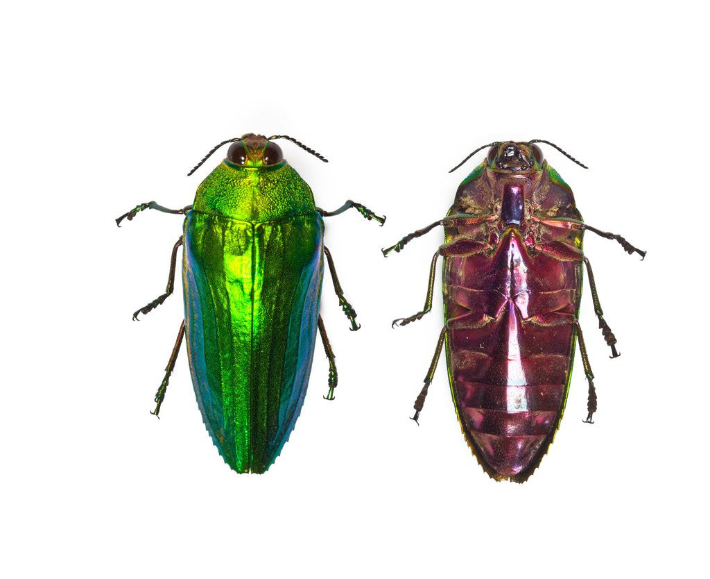 Detail of Top and underside view of Jewel Beetle Callopistus castelnaudi by Anonymous