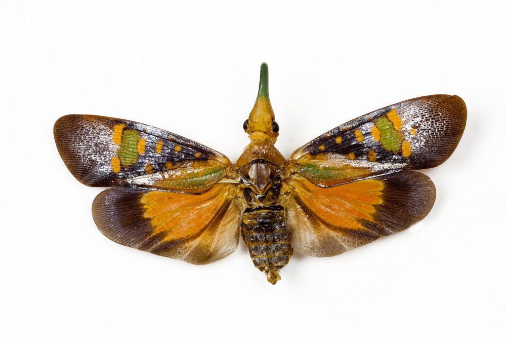 Detail of Flying bug from Asia Pyrops in the Fulgoridae family by Anonymous