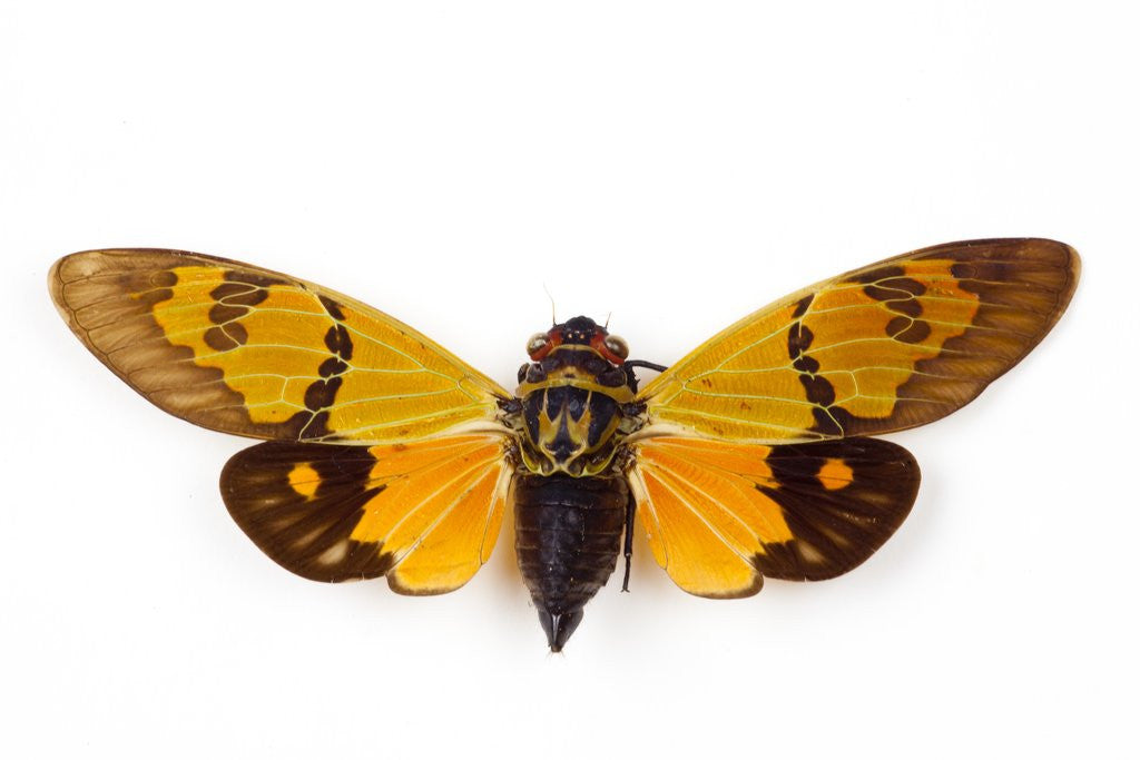 Detail of Flying insect from Asia in the Cicada family on white background by Corbis