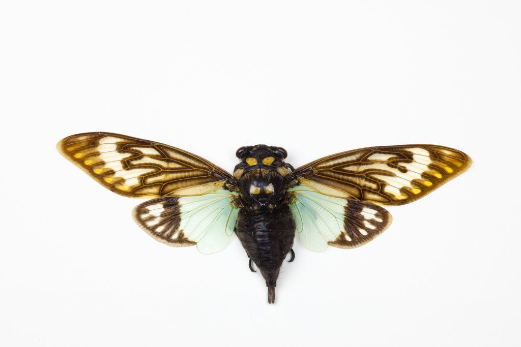 Detail of Flying insect from Asia in the Cicada family on white background by Corbis