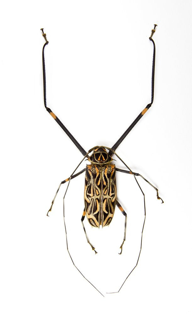 Detail of Very long legged Beetle from Peru Acrocinus longimanus by Anonymous