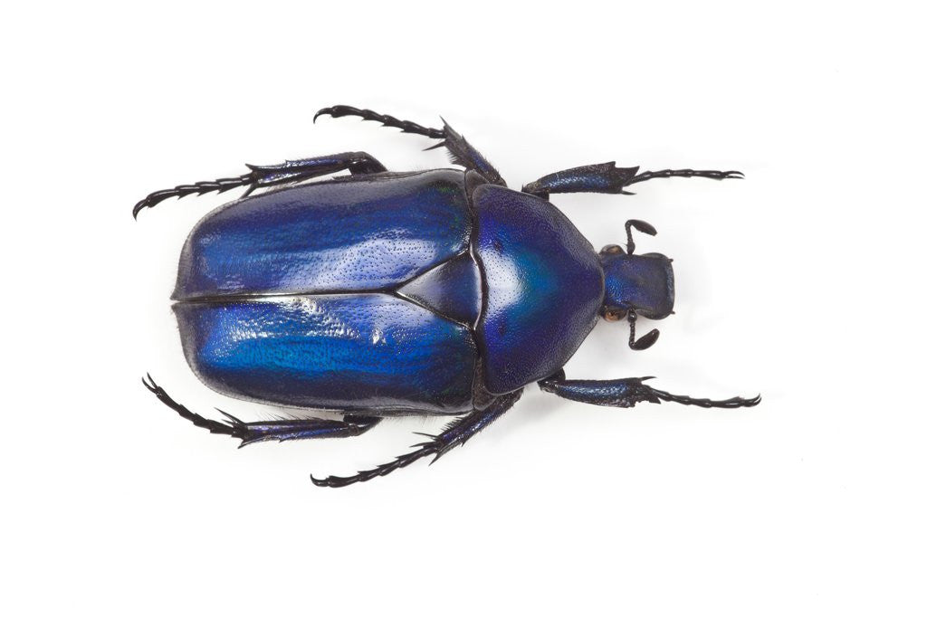 Detail of Flower beetle Torynorrhina flammea flammea from Thailand by Anonymous