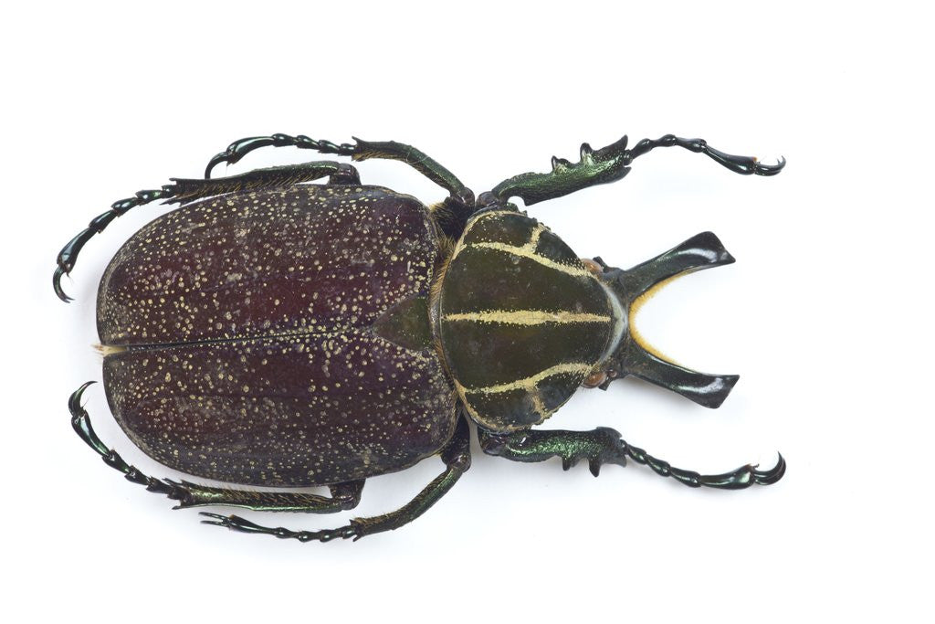 Detail of Large beetle from Mexico, Inca clathrata sommeri by Anonymous
