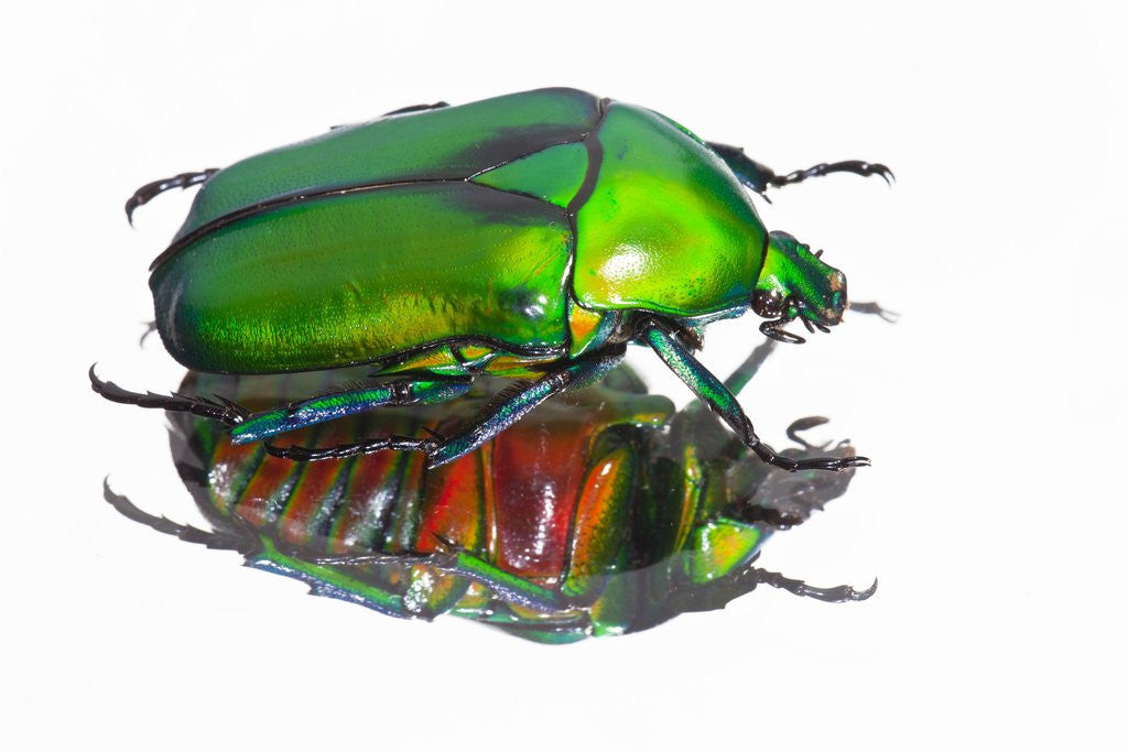 Detail of Asian flower beetle Rhomborrhina gigantea green reflecting underside mirror like. by Anonymous
