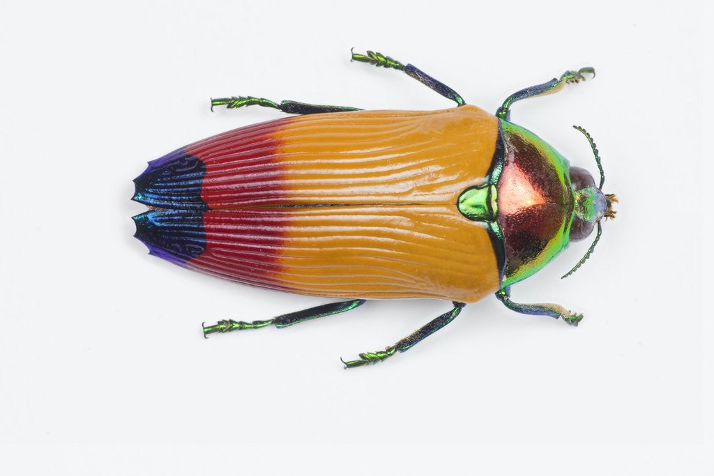 Jewel Beetle Metaxymorpha nigrofasicata by Corbis