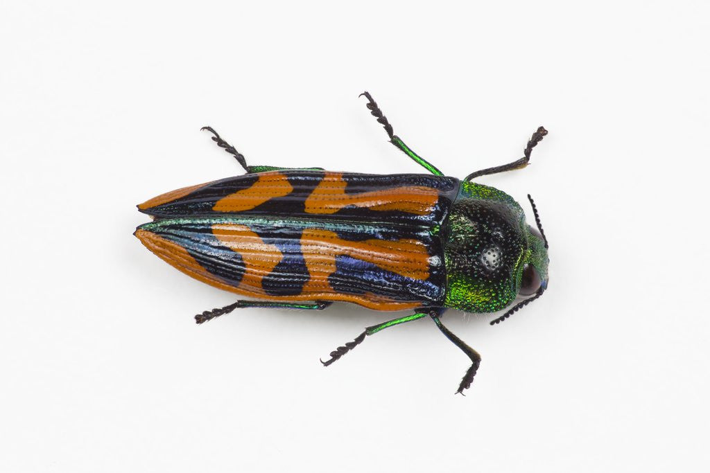 Detail of Small beetle Conognatha errata from Chile by Anonymous