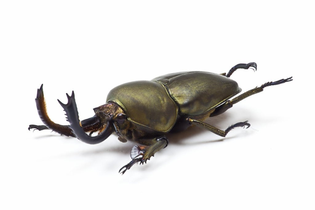 Detail of Large front pinchers of beetle in Lucanidae Family by Anonymous