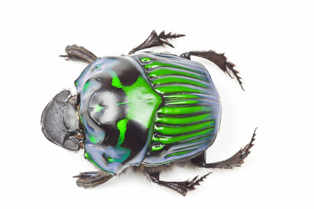 Detail of Green Dung Beetle male Oxysternon conspicillatum as viewed from the top by Anonymous