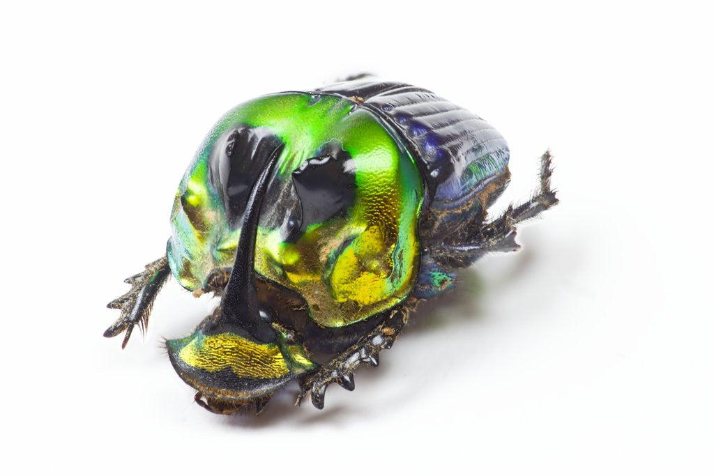 Detail of Scarabidae Beetle from Mexico Phanaeus mexicanus by Anonymous