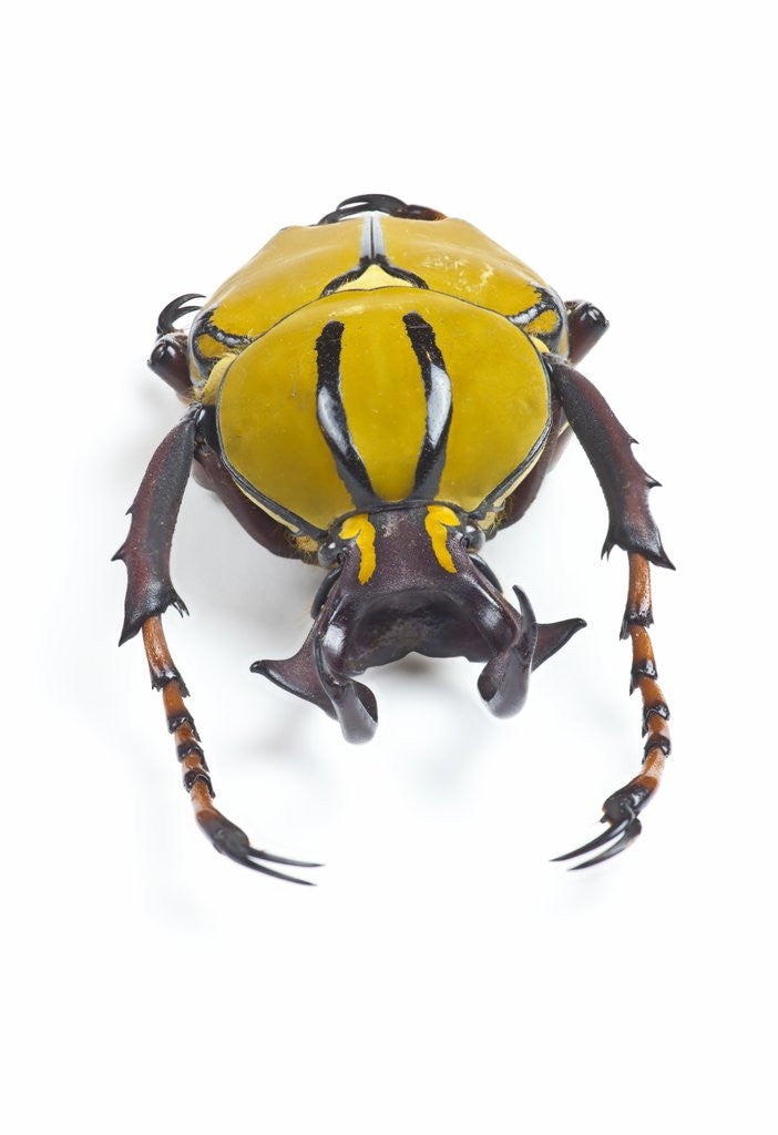 Detail of Beetle from Thailand Dicranocephalus wallichi viewed from front by Anonymous