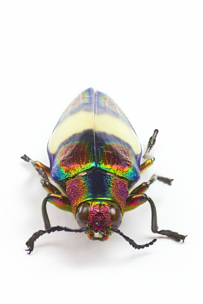 Detail of Jewel Beetle Chrysochroa toulgoeti from Malaysia by Anonymous