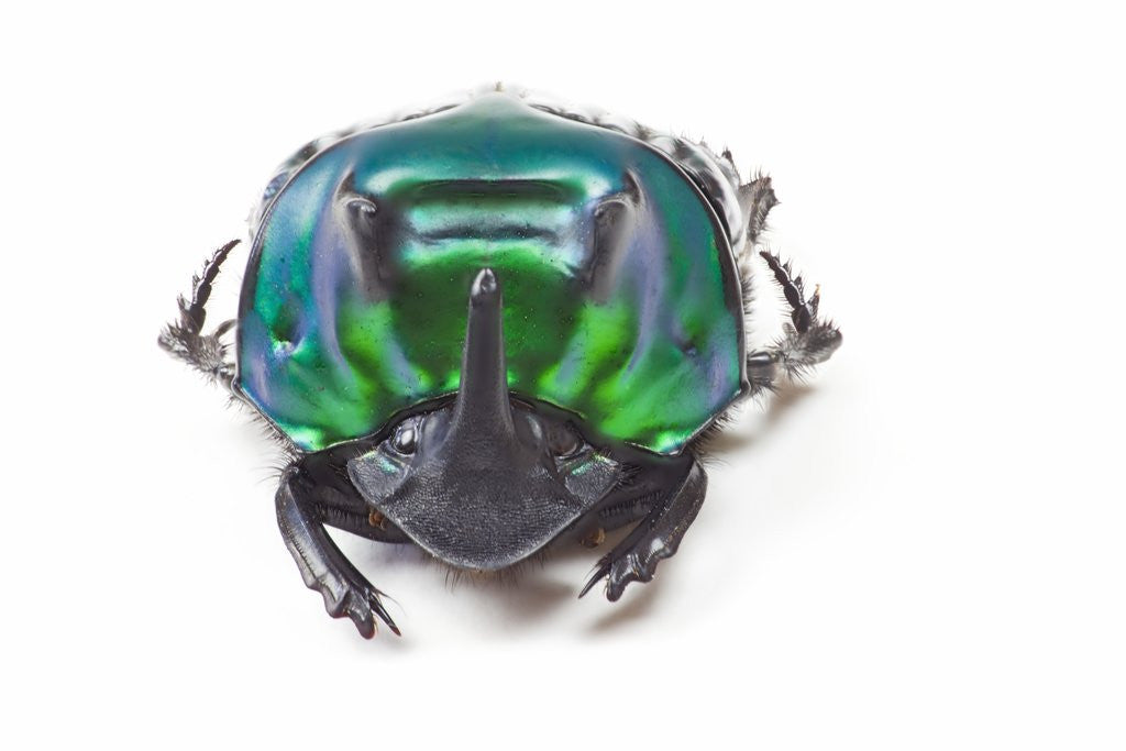 Detail of Scarabidae Beetle from Peru Oxysternus selenium by Anonymous