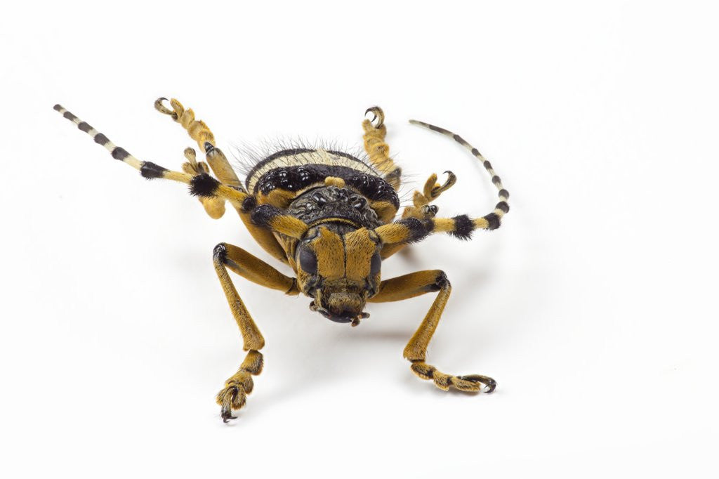 Detail of Head on view of Long Horned Beetle by Anonymous