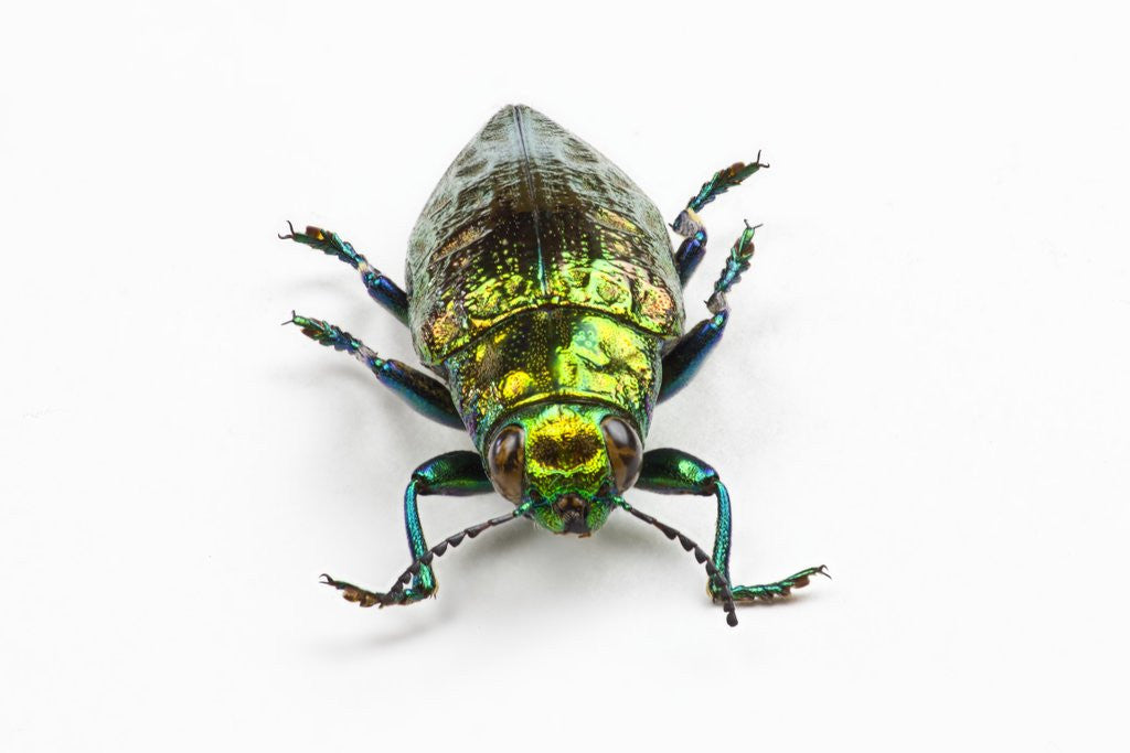 Detail of Face on view of Jewel Beetle Chrysodema smaragdula by Anonymous