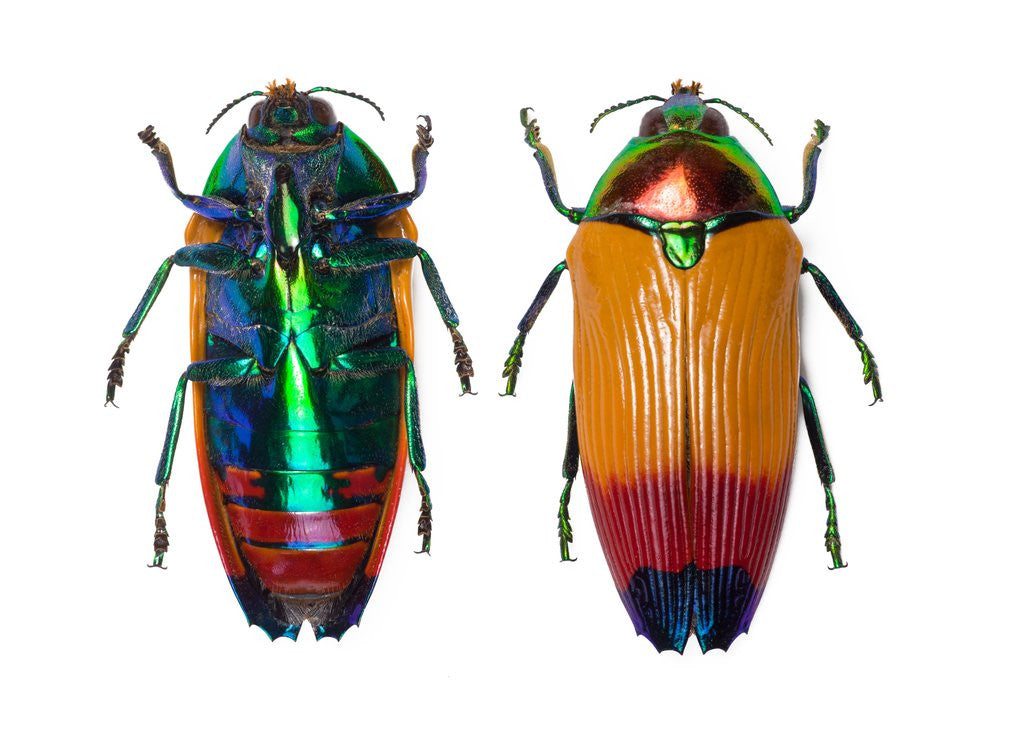 Detail of Jewel Beetle Metaxymorpha nigrofasicata by Anonymous
