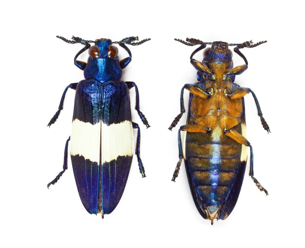 Detail of Chrysochroa castelnaudi castelnaudi from Malaysia by Anonymous