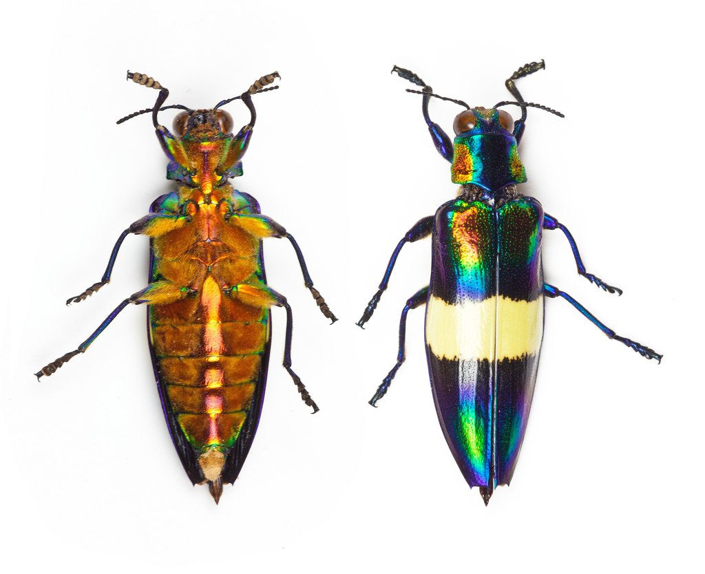 Detail of Jewel Beetle Chrysochroa toulgoeti from Malaysia by Anonymous